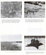Whitetail Deer, Wolves, Duck, Black Bear Hunting, Renville County 1962